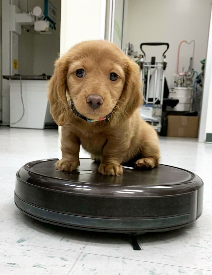 Met The Cutest Dachshund