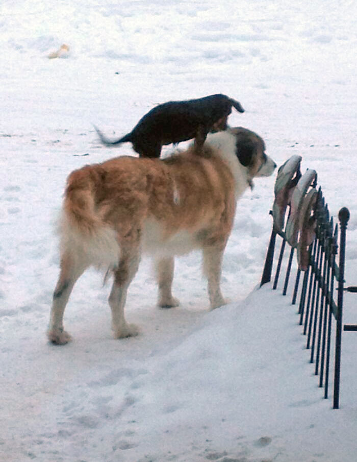 My Dachshund Found A Way To Beat The Deep Snow