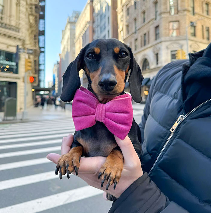 Sausage Dog In Manhattan