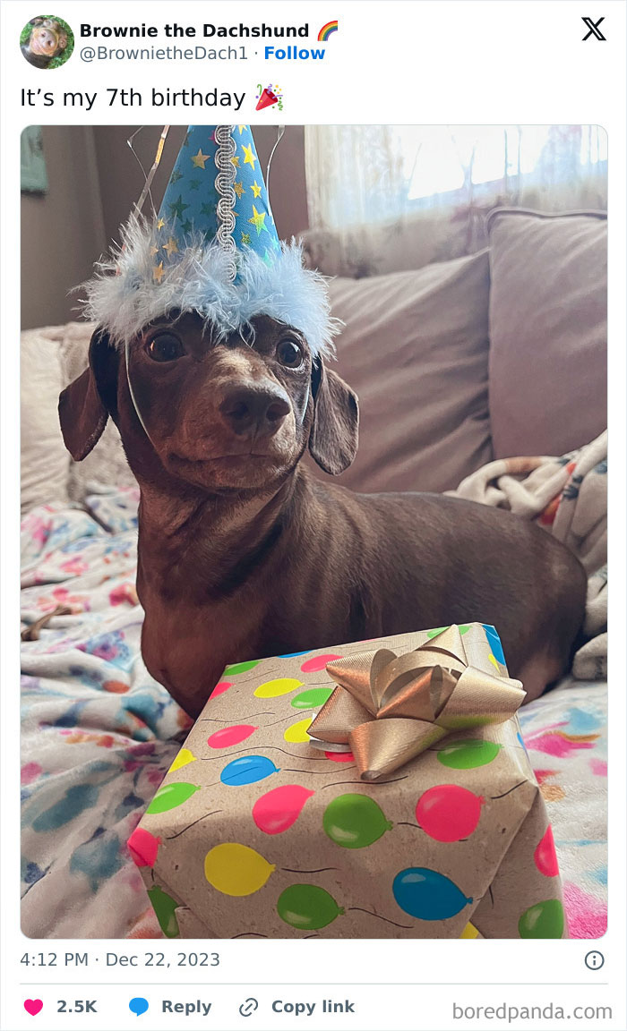 Happy Birthday, Brownie