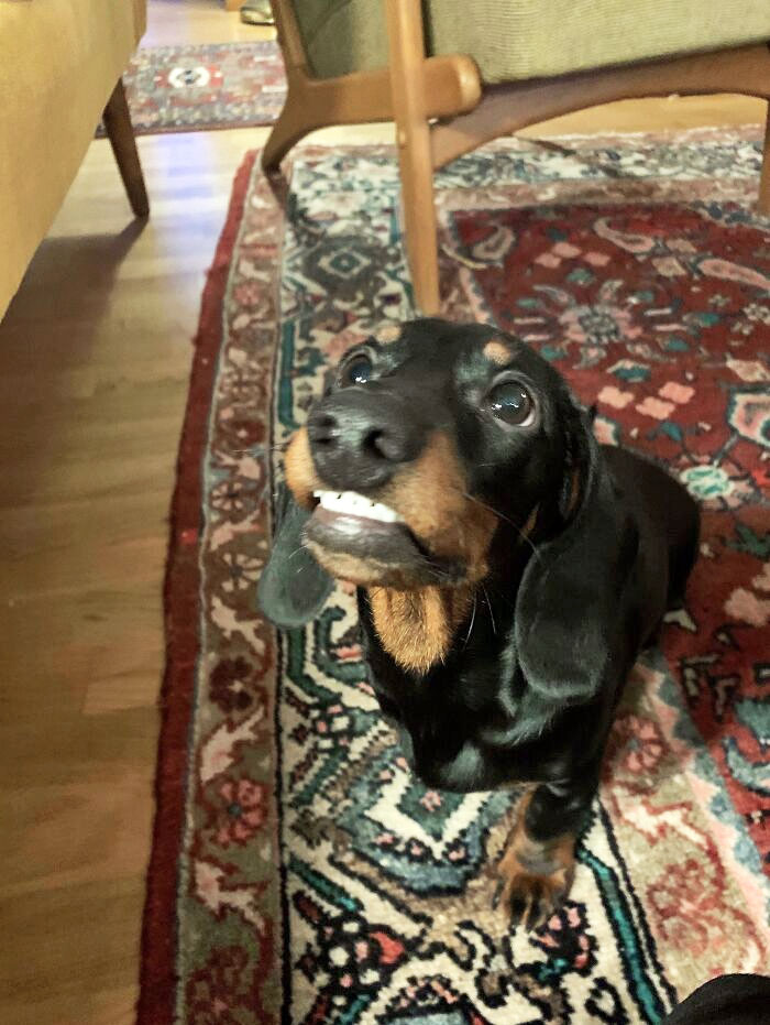 My Derpy Dachshund Puppy Drutten Has Some Dry Teeth