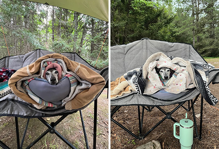 Hello From Reese, Aka Camping Dog! She Is 18 Years Old. Here She Is, Wrapped Up Like A Toasted Sausage Burrito On Our Camp Trip