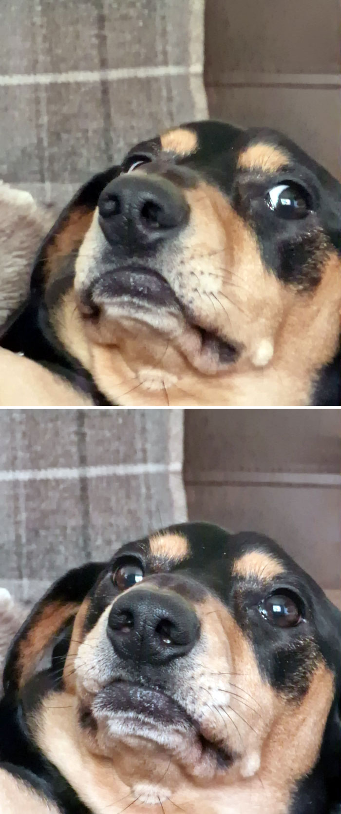 If You're Having A Bad Day, Here's My Sausage Judging Me