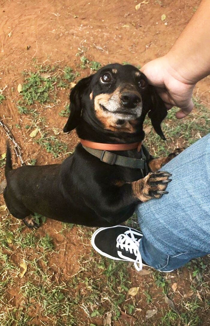 We Don't Deserve Dogs