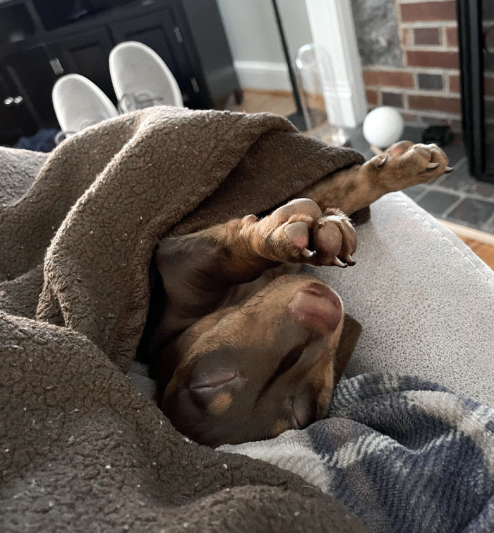 Moose, As A 4-Month Puppy