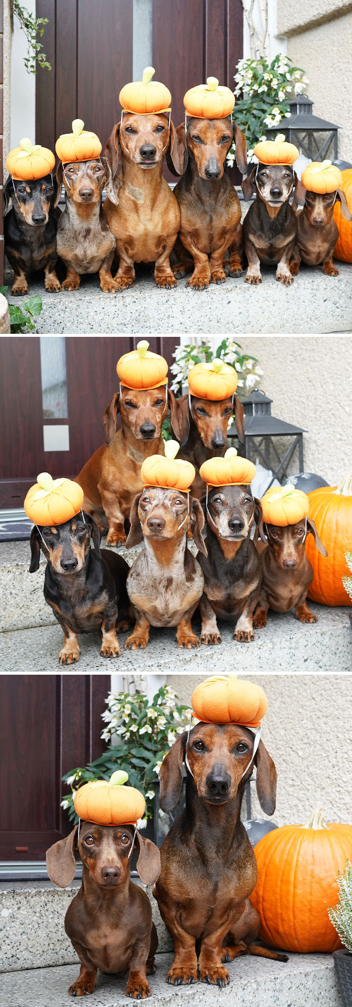 The Cutest Pumpkins