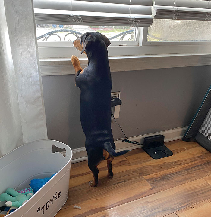 I’ve Looked Up The Characteristics Of A Dachshund. They Never Mentioned How Nosy They Are