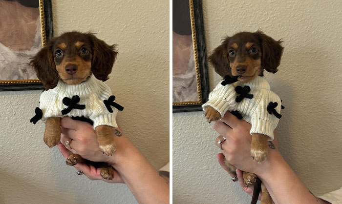 Meet Cinnamon, The Newest Member Of Our Family. We're So In Love With This Precious Baby Girl