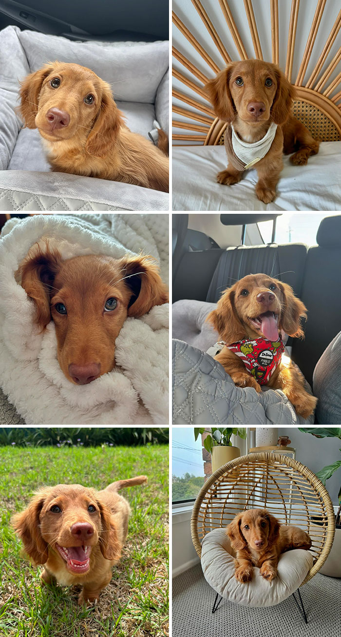 Sunny’s First Birthday Is This Thursday And I Can’t Stop Going Through His Puppy Pictures