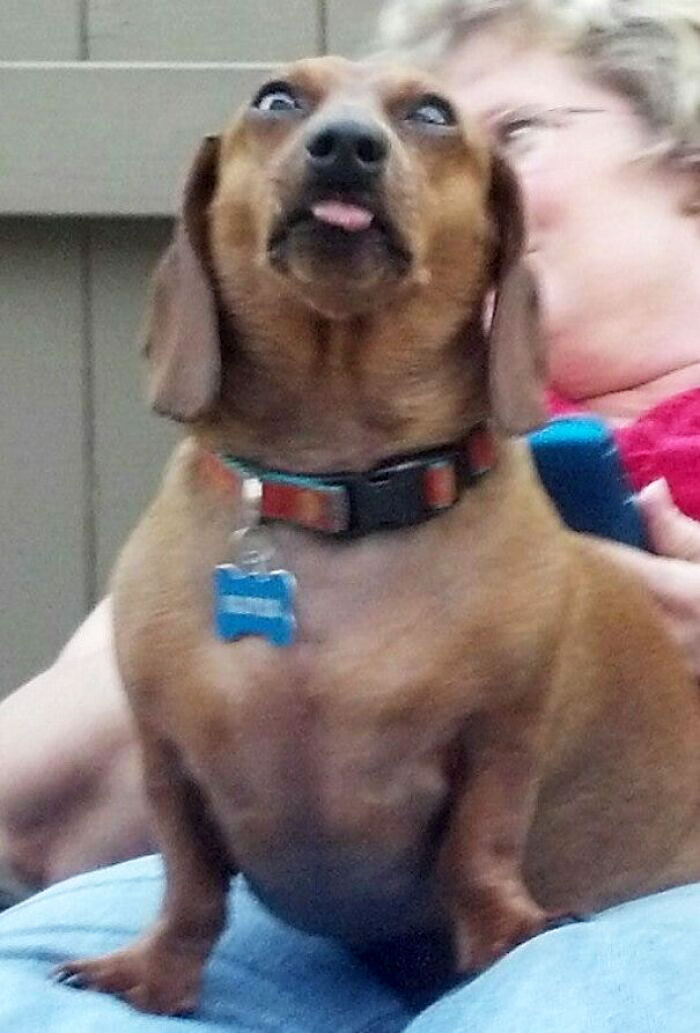 The Derp Is Strong With My Sister's Dachshund, Oliver