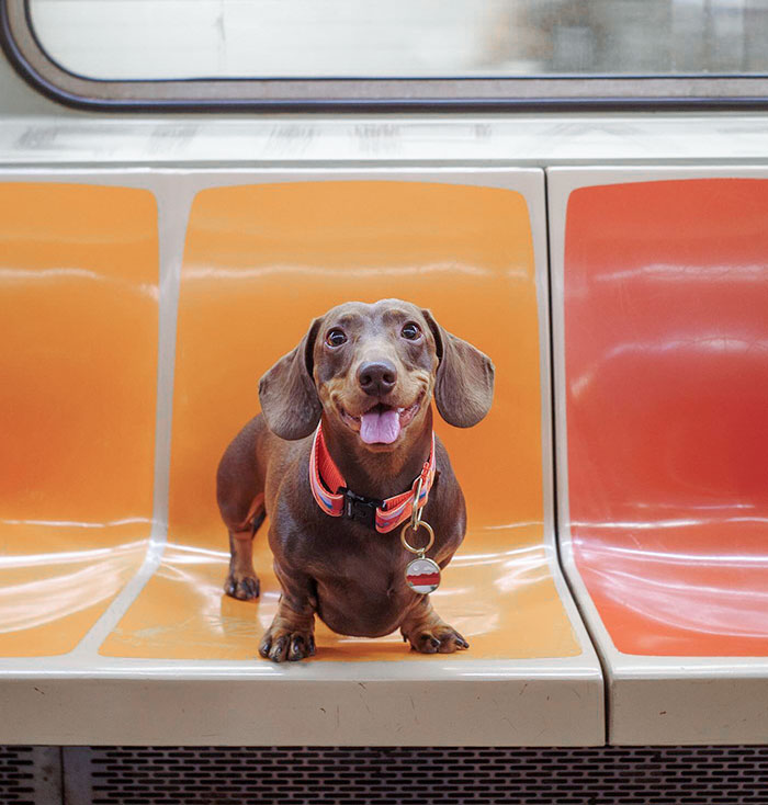 Parker Genuinely Loves Traveling In Terms Of He Loves His Plane Bag, He Loves Hotels, And He Loves Sniffing New Places And Trying New Human Food