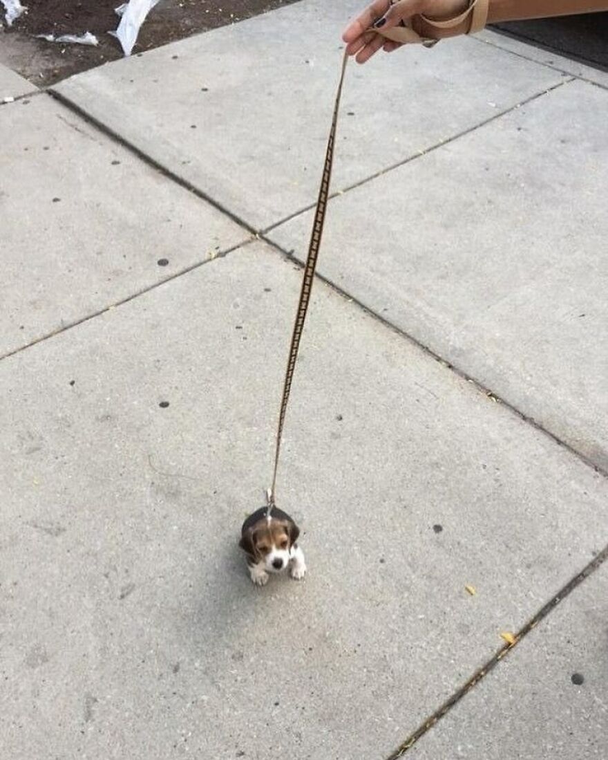 Tiny puppy on a leash, looking adorable and humorous on a sidewalk.