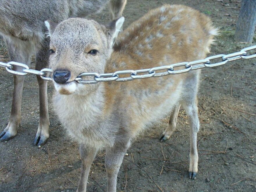 Cute deer nibbling on a chain, creating a funny moment.