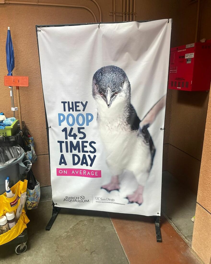 Funny cute image of a penguin with a sign saying they p**p 145 times daily, at Birch Aquarium display.
