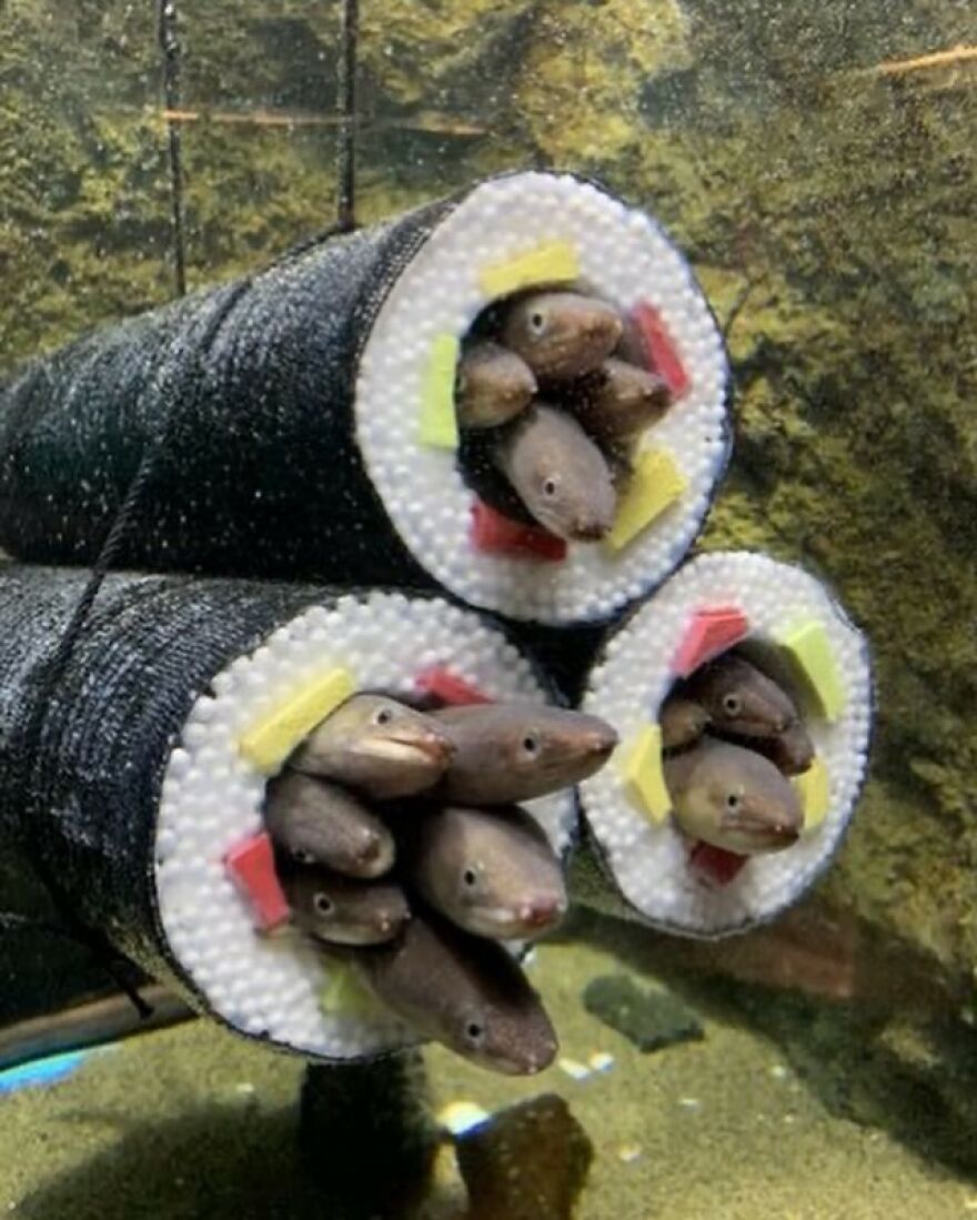 Funny image of eels inside sushi rolls, creating a cute and humorous visual.