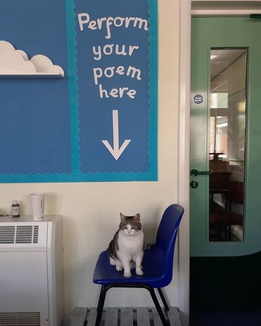 Cat sitting on a blue chair in front of a sign reading "Perform your poem here," adding a funny-cute touch to the room.