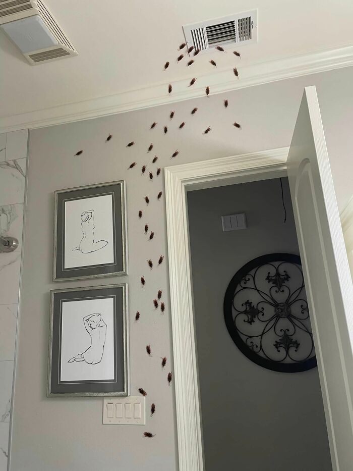 Utilizing 50 Plastic Roaches From Amazon Creates An Ideal Frightening Experience In Our Guest Bathroom