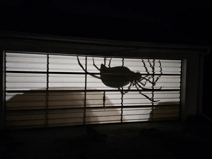 10 Ft Spider Silhouette I Made For Our Garage Door!
