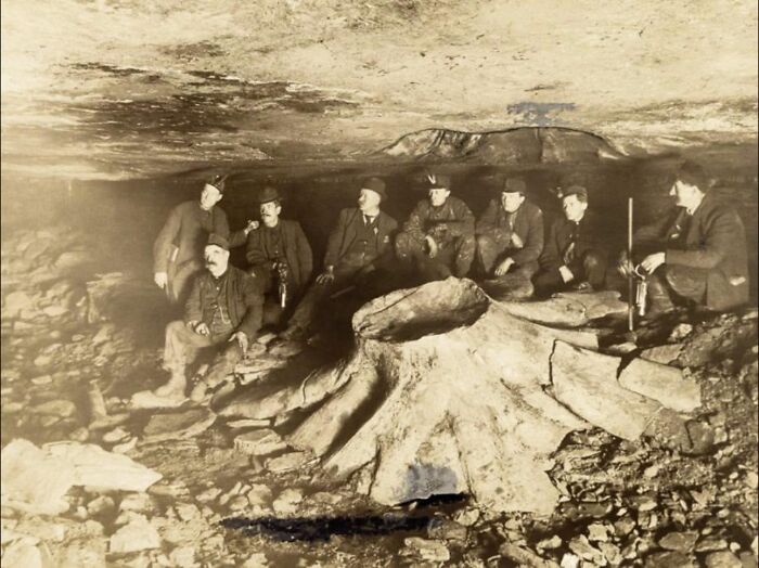 In 1918, Coal Miners Were Astonished To Uncover A Petrified Tree Stump Entombed Within A Coal Seam