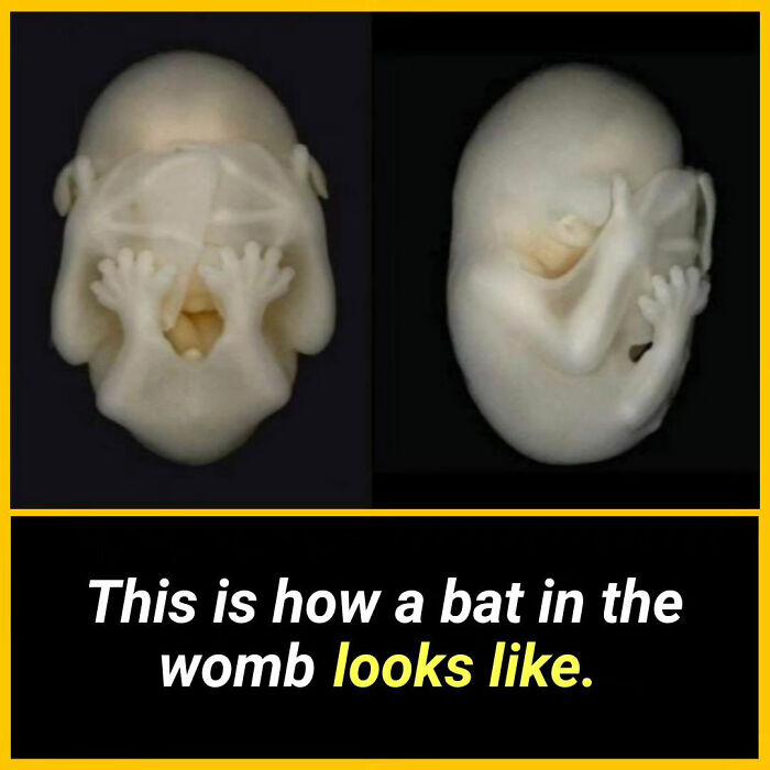 Interesting-Facts-Factzunheard