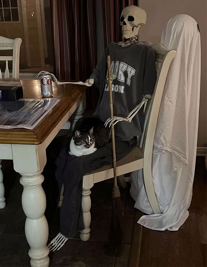 My Cat Is Very Fond Of This Skeleton I Brought Home