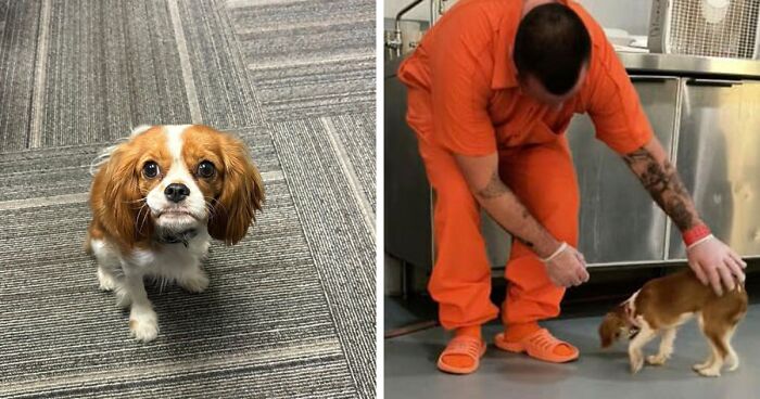 Josie, 13-Month-Old Therapy Dog, Is “Viciously” Attacked While Greeting Inmate