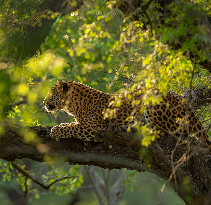 Leopard Attacks People Who Teased And Lured It Out Of Woods, Caught On Video: “Serves Them Right” Leopard Attacks People Who Teased And Lured It Out Of Woods, Caught On Video: “Serves Them Right”