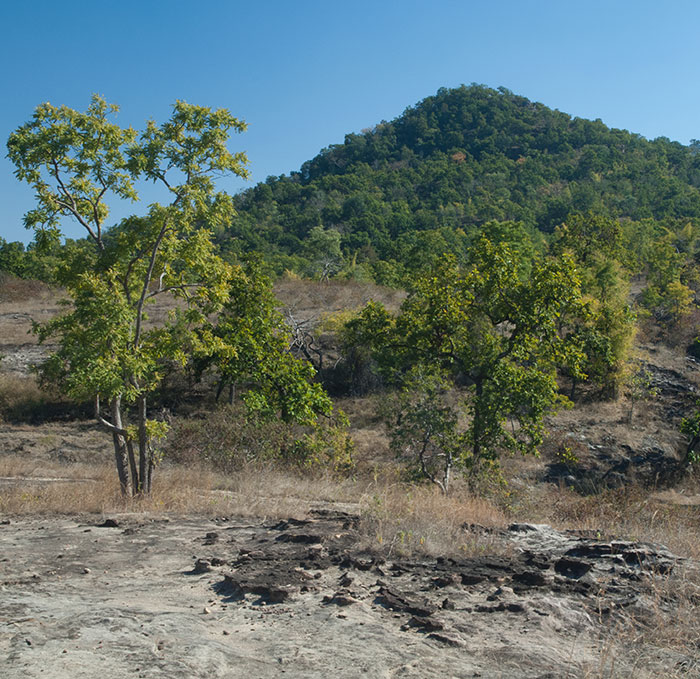 Leopard Attacks People Who Teased And Lured It Out Of Woods, Caught On Video: “Serves Them Right” Leopard Attacks People Who Teased And Lured It Out Of Woods, Caught On Video: “Serves Them Right”