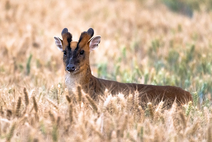 "Is It A Unicorn?": Zoo Officials Stumped By "Mysterious Winged And Horned Creature" Caught On Camera