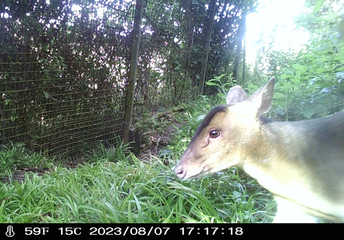 "Is It A Unicorn?": Zoo Officials Stumped By "Mysterious Winged And Horned Creature" Caught On Camera