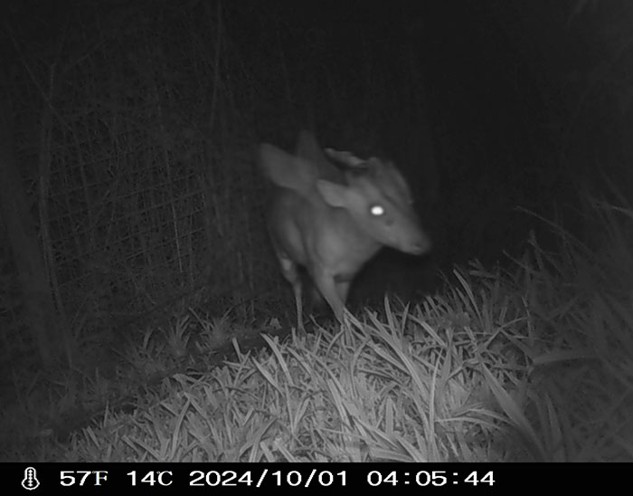 "Is It A Unicorn?": Zoo Officials Stumped By "Mysterious Winged And Horned Creature" Caught On Camera