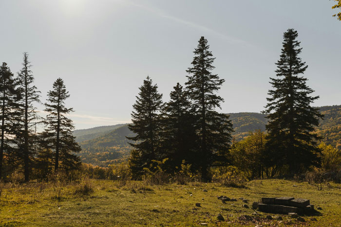 Forest clearing with mountains in the background, depicting a peaceful, natural landscape under a clear sky. Forest clearing with mountains in the background, depicting a peaceful, natural landscape under a clear sky.