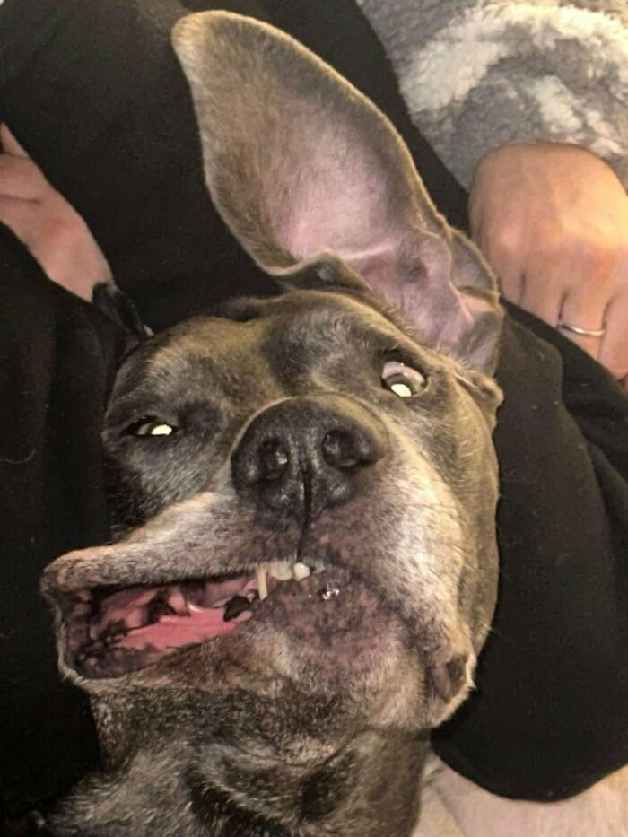 Great Dane making a silly face with one ear up, showing its oblivious and hilarious large dog size.