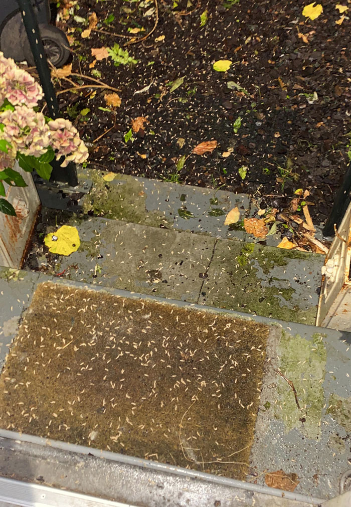 My Brother Went Outside This Evening And Saw This. Yes, They’re Maggots