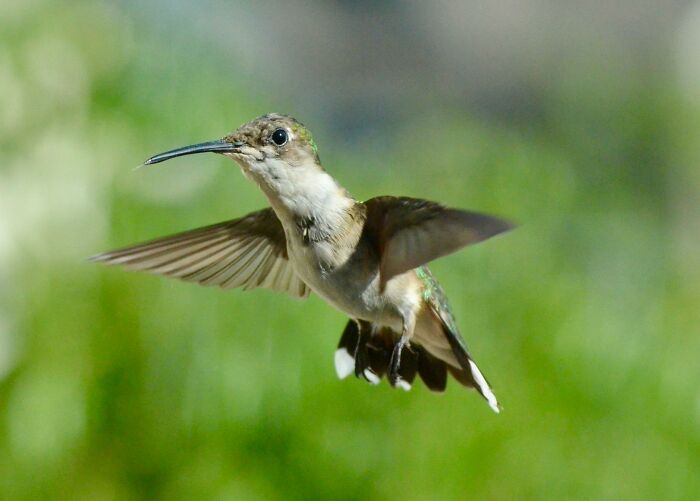 This Guy Saved A Baby Hummingbird And Soon Found Out She Wasn&rsquo;t Alone