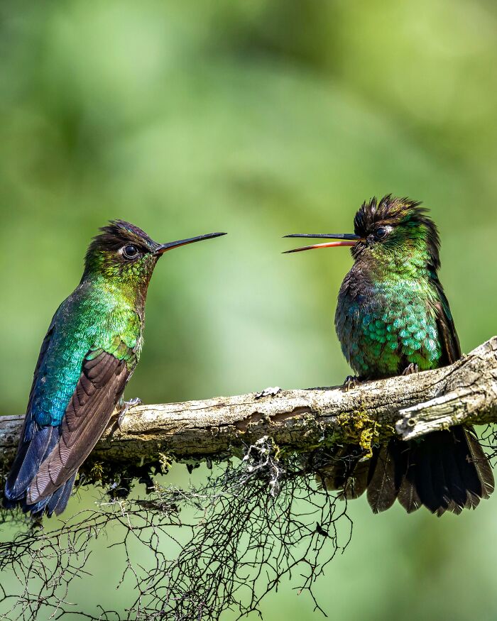 This Guy Saved A Baby Hummingbird And Soon Found Out She Wasn&rsquo;t Alone