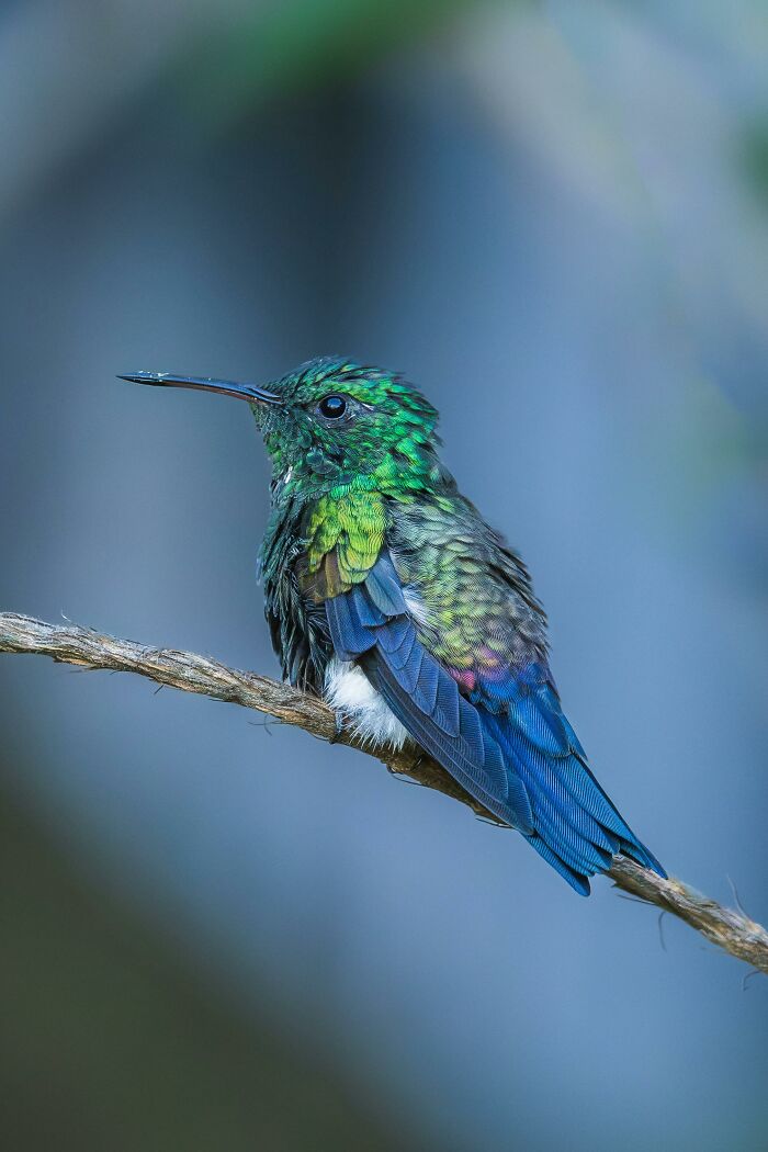 This Guy Saved A Baby Hummingbird And Soon Found Out She Wasn&rsquo;t Alone