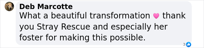 When She Was Found Dumped In An Empty Field, She Was Barely Living, But Love And Care Did Wonders When She Was Found Dumped In An Empty Field, She Was Barely Living, But Love And Care Did Wonders