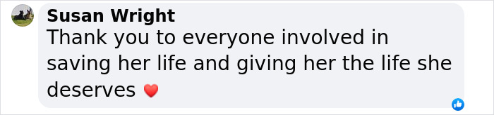 When She Was Found Dumped In An Empty Field, She Was Barely Living, But Love And Care Did Wonders When She Was Found Dumped In An Empty Field, She Was Barely Living, But Love And Care Did Wonders