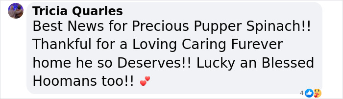 Meet Spinach - One-Eyed Dog Who Refused To Give Up And Finally Was Adopted By A Loving Family