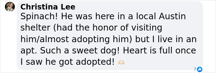 Meet Spinach - One-Eyed Dog Who Refused To Give Up And Finally Was Adopted By A Loving Family