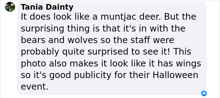 "Is It A Unicorn?": Zoo Officials Stumped By "Mysterious Winged And Horned Creature" Caught On Camera