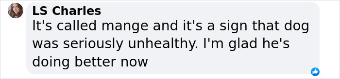 Terribly Neglected Dog Gets Rescued, Reveals His Full Beauty When He Heals And Grows Back His Fur