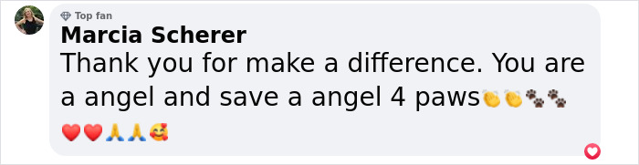 Terribly Neglected Dog Gets Rescued, Reveals His Full Beauty When He Heals And Grows Back His Fur