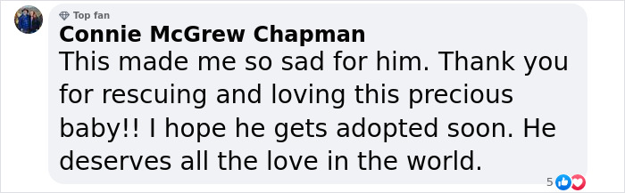 Terribly Neglected Dog Gets Rescued, Reveals His Full Beauty When He Heals And Grows Back His Fur