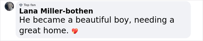 Terribly Neglected Dog Gets Rescued, Reveals His Full Beauty When He Heals And Grows Back His Fur