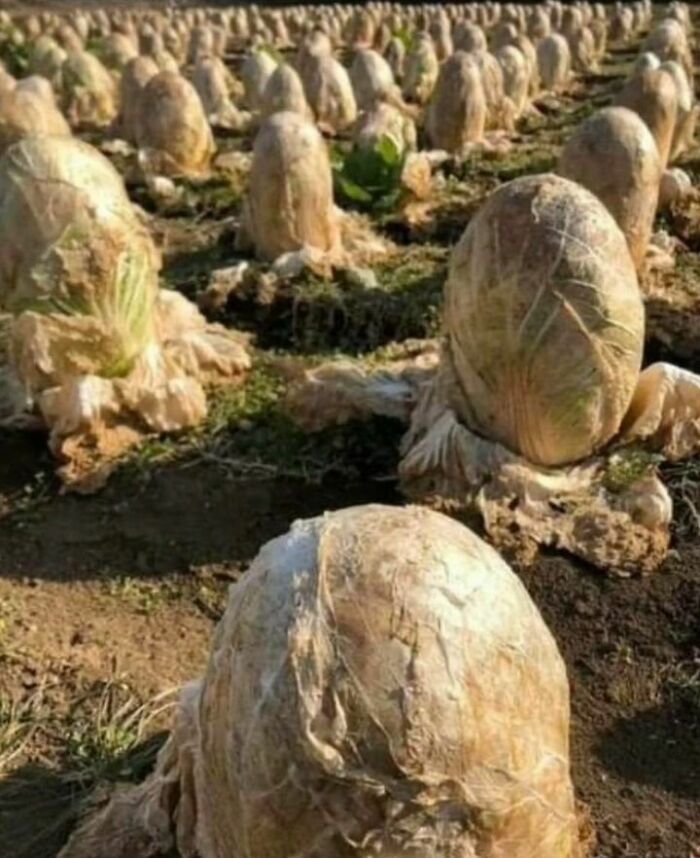 This Cabbage Field Makes Me Want To Buy A Flamethrower