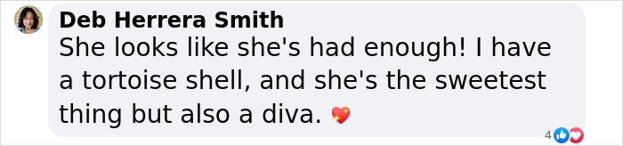 Reporter Arrives To Check Hurricane's Damage And Is Met By Fluffy Survivor Reporter Arrives To Check Hurricane's Damage And Is Met By Fluffy Survivor