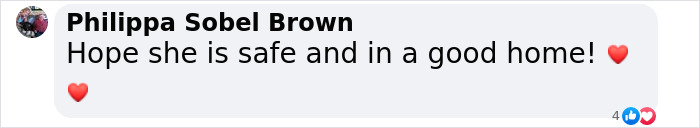 Reporter Arrives To Check Hurricane's Damage And Is Met By Fluffy Survivor Reporter Arrives To Check Hurricane's Damage And Is Met By Fluffy Survivor