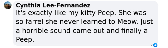 Reporter Arrives To Check Hurricane's Damage And Is Met By Fluffy Survivor Reporter Arrives To Check Hurricane's Damage And Is Met By Fluffy Survivor